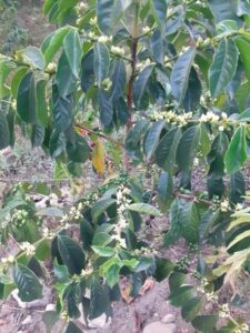 184118 - Geoffry Kibiwot